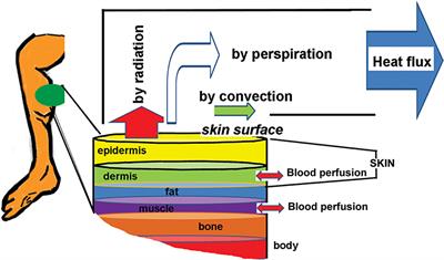 Bio-Heat Models Revisited: Concepts, Derivations, Nondimensalization and Fractionalization Approaches